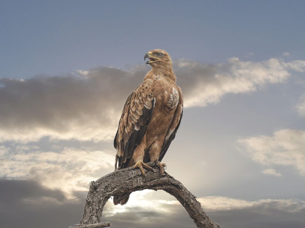 Falcon Souq Doha