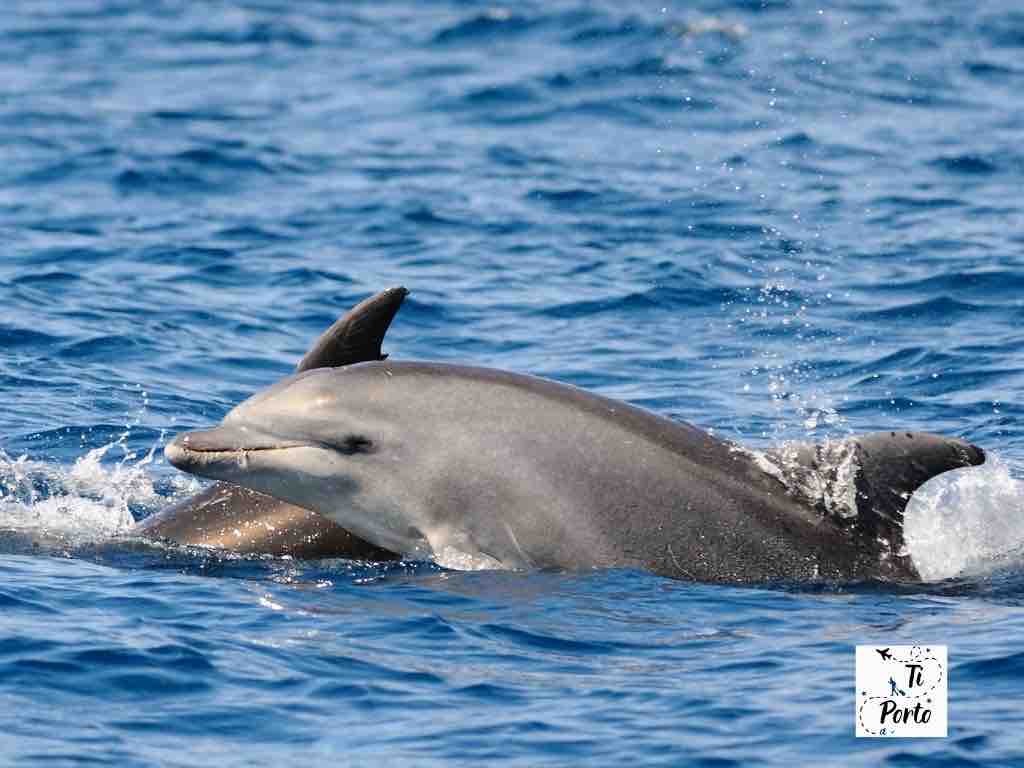 Tour Avvistamento delfini a Faro Portogallo